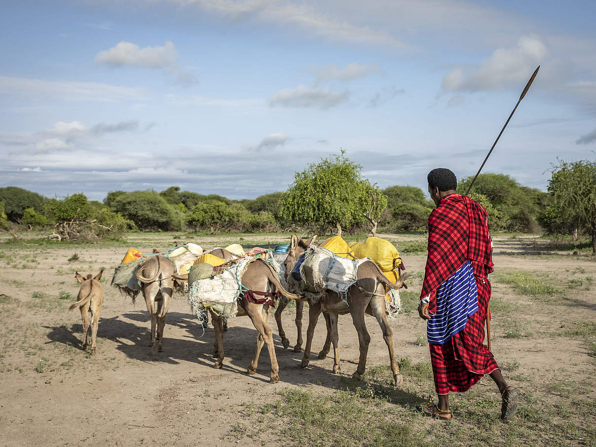 Ein Masai Mann unterwegs mit seinen Eseln, um Wasser zu holen © Kairi Aun / iStock /Getty Images
