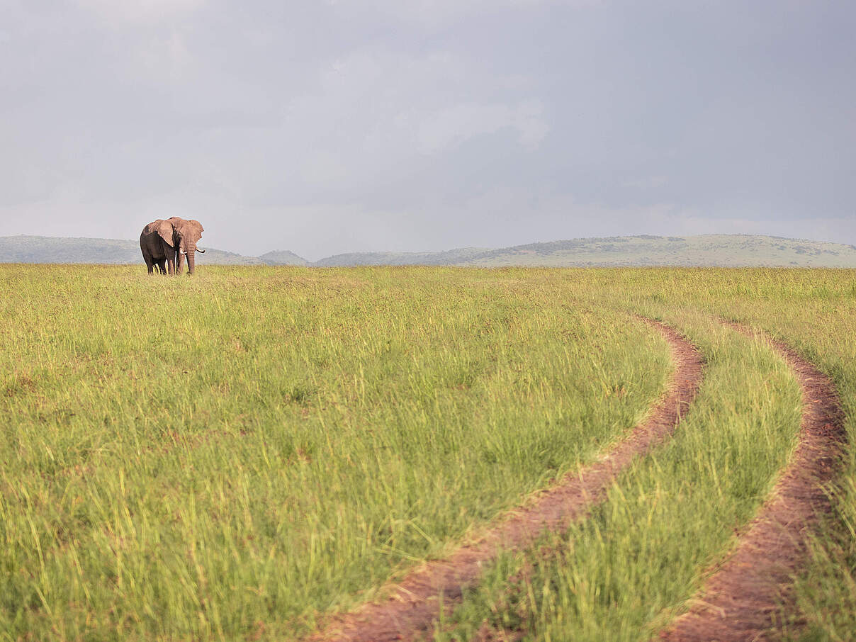 Elefant in der Masai Mara © Daniel Crous / WWF