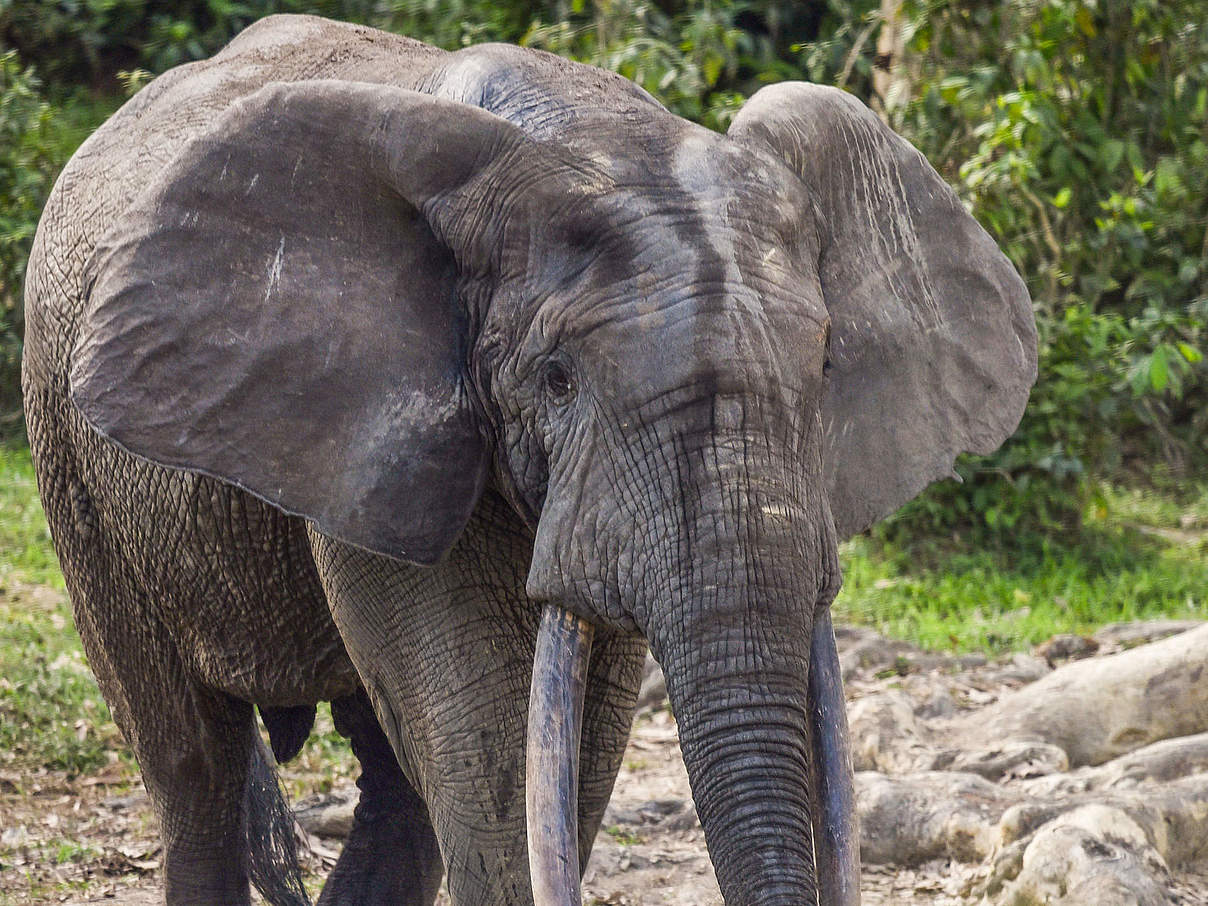 Begehrt: Die Stoßzähne der Waldelefanten © WWF