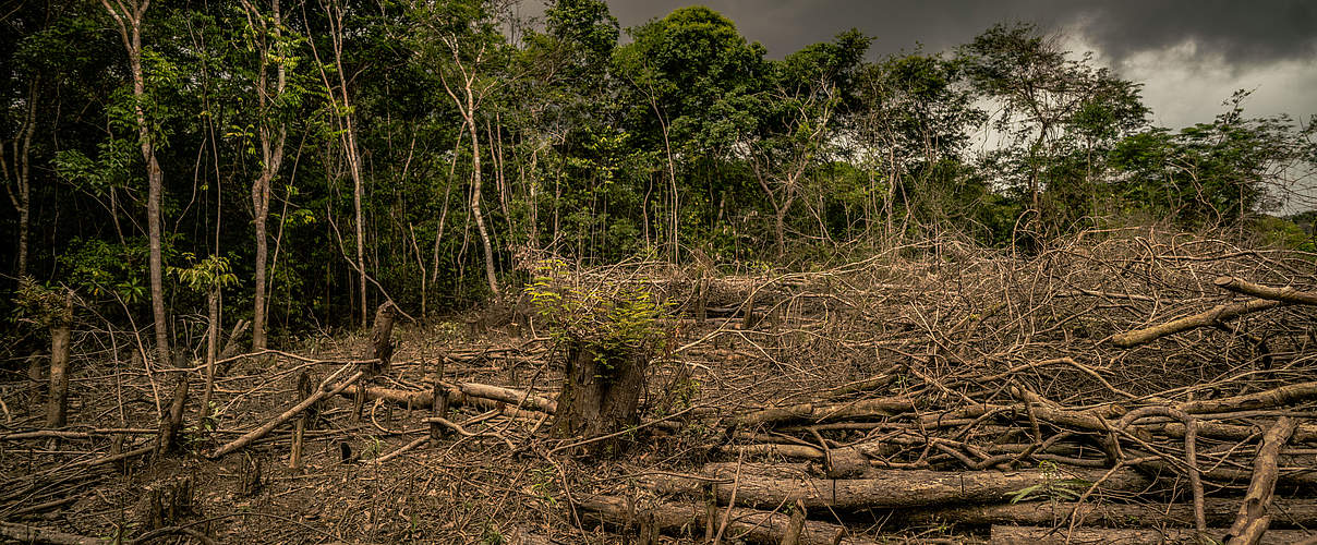 Waldvernichtung in Amazonien © Luis Barreto / WWF-UK