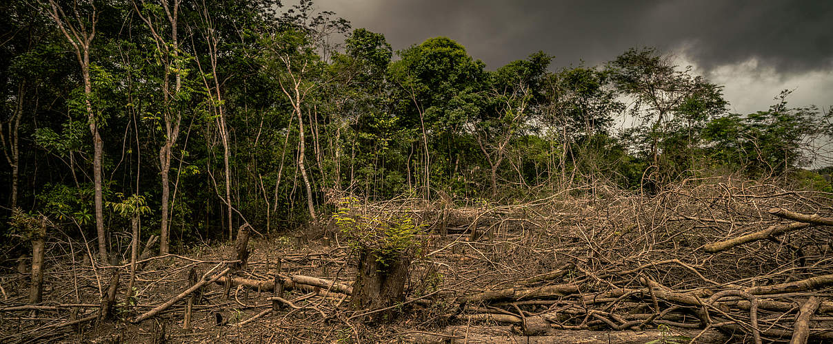 Waldvernichtung in Amazonien © Luis Barreto / WWF-UK