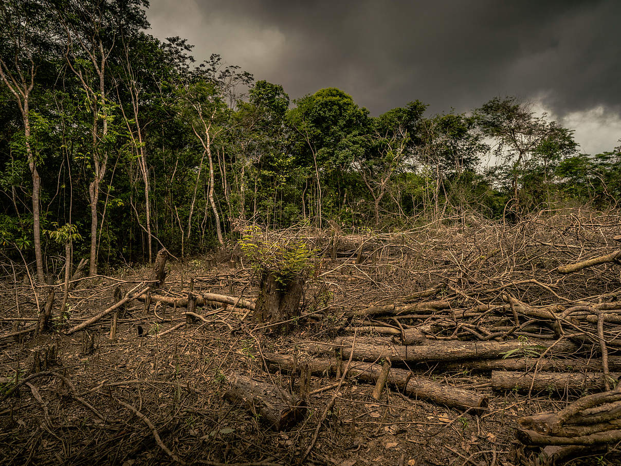 Waldvernichtung in Amazonien © Luis Barreto / WWF-UK