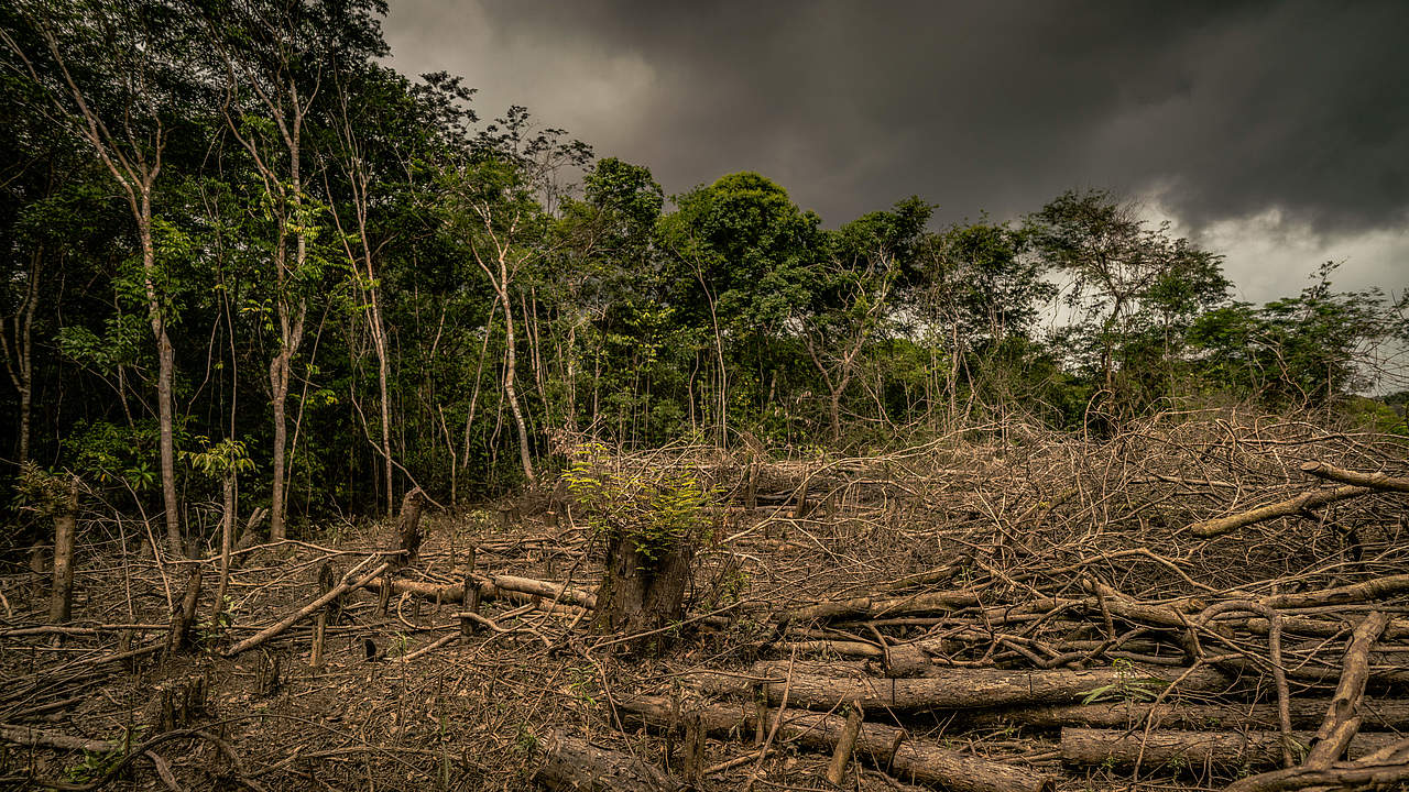 Waldvernichtung in Amazonien © Luis Barreto / WWF-UK