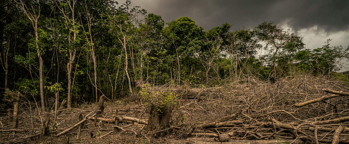 Waldvernichtung in Amazonien © Luis Barreto / WWF-UK