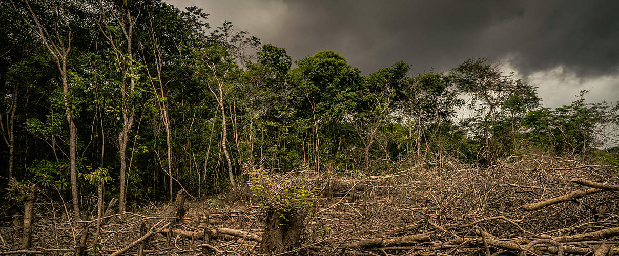 Waldvernichtung in Amazonien © Luis Barreto / WWF-UK