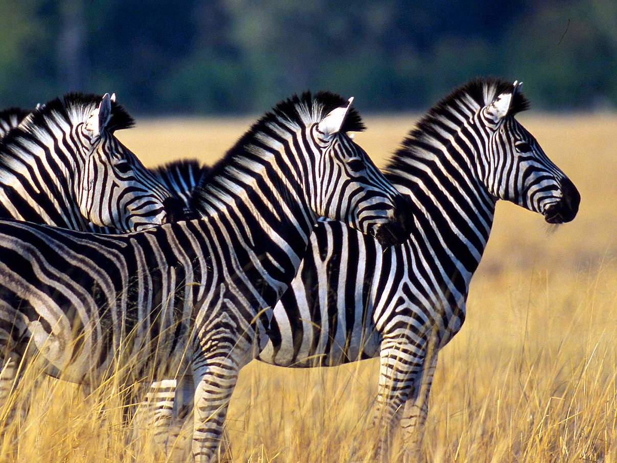 Zebras halten Ausschau © Martin Harvey / WWF