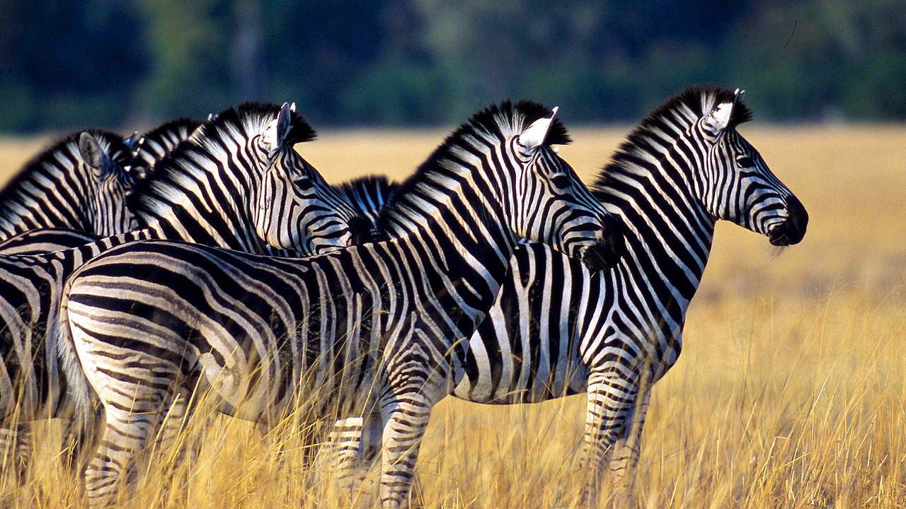 Zebras halten Ausschau © Martin Harvey / WWF