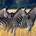 Zebras halten Ausschau © Martin Harvey / WWF