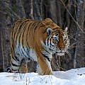 Amur-Tiger © naturepl.com Vladimir Medvedev WWF