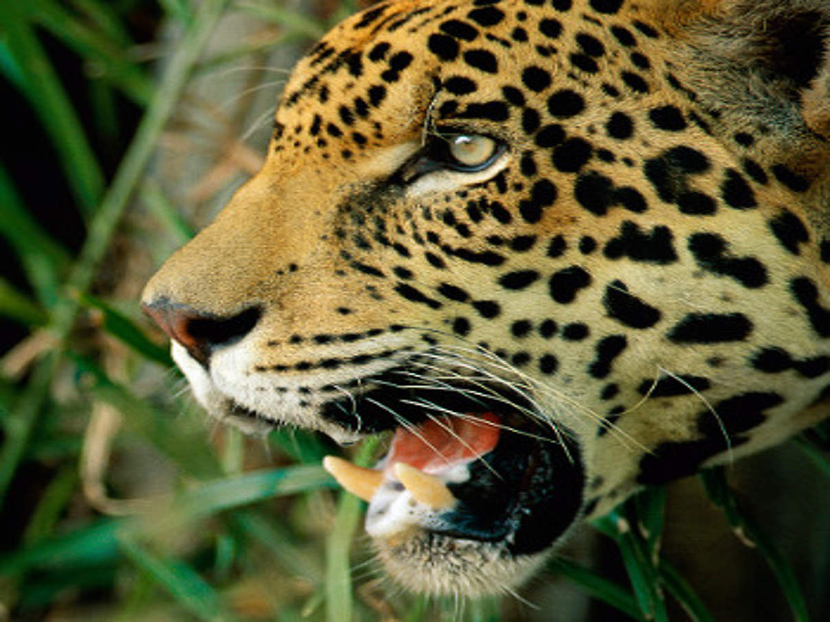 350 jaguar brasilien wald c staffan widstrand wwf (C) Staffan Widstrand WWF