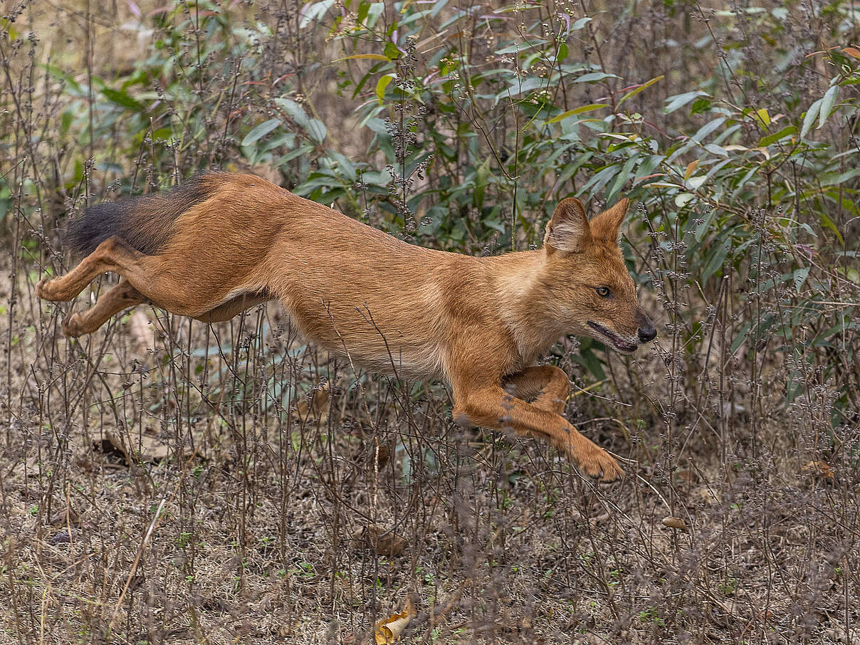 Asiatischer Wildhund, auch Rothund oder Dhole genannt © WWF Sweden / Ola Jennersten