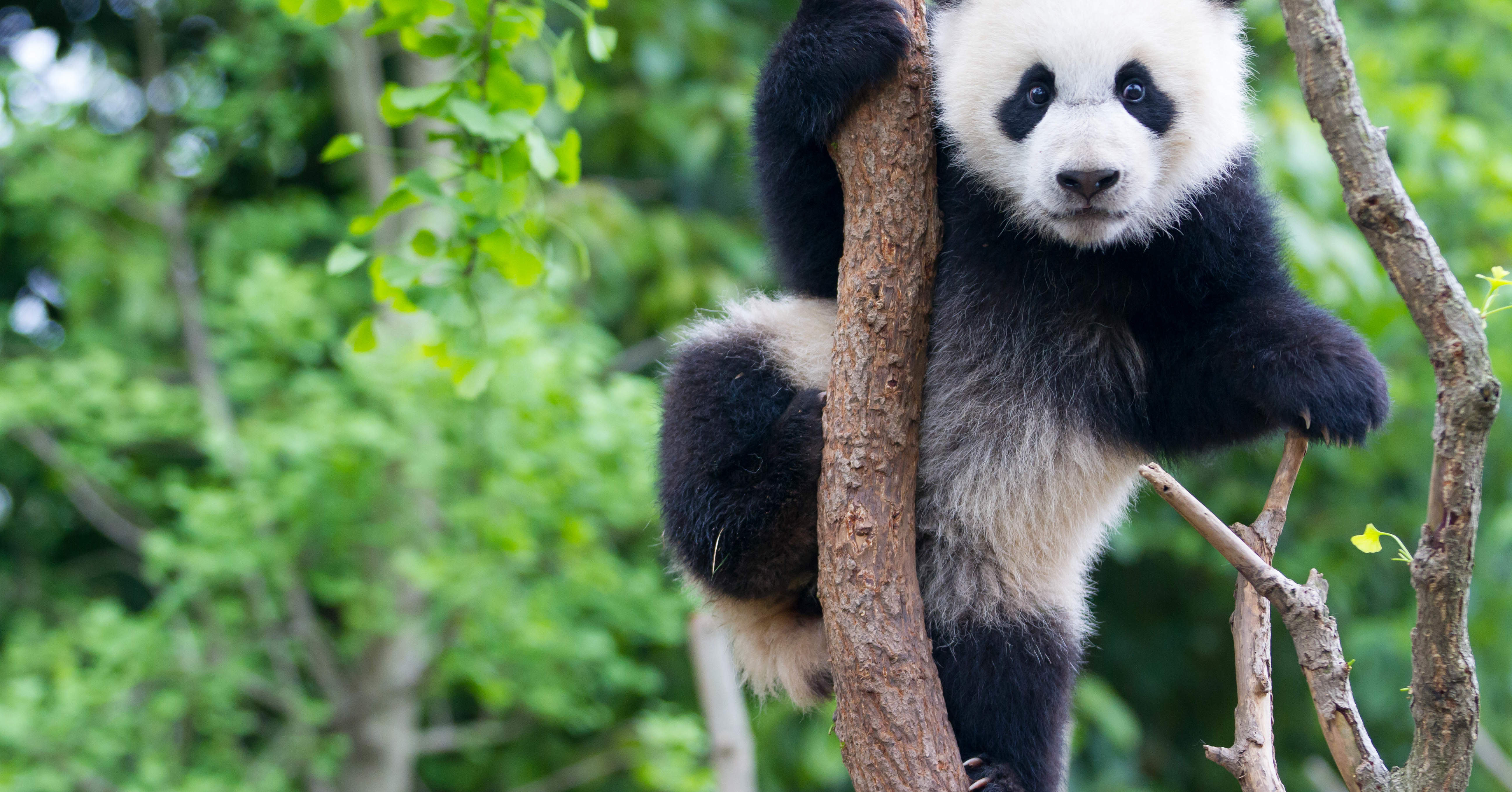 Großer Panda