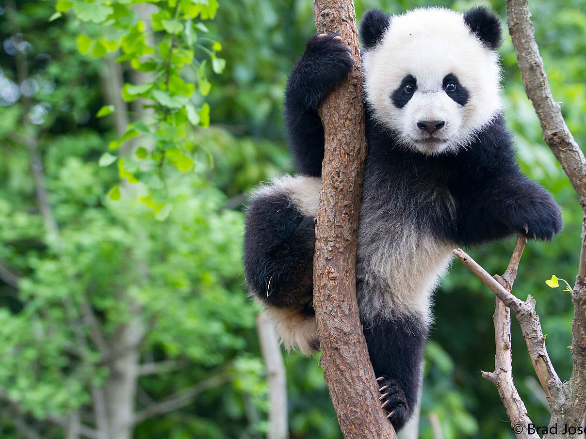 Junger Panda © Brad Josephs / WWF US