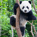 Junger Panda © Brad Josephs / WWF US