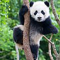 Junger Panda © Brad Josephs / WWF US