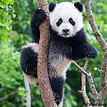 Junger Panda © Brad Josephs / WWF US