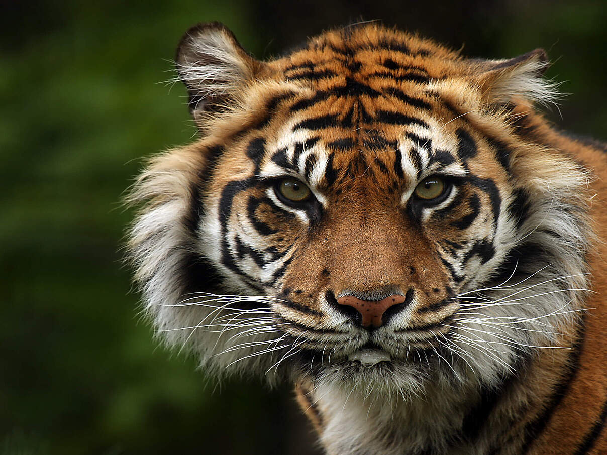 Eine Nahaufnahme eines Sumatra Tigers mit Blick in die Kamera