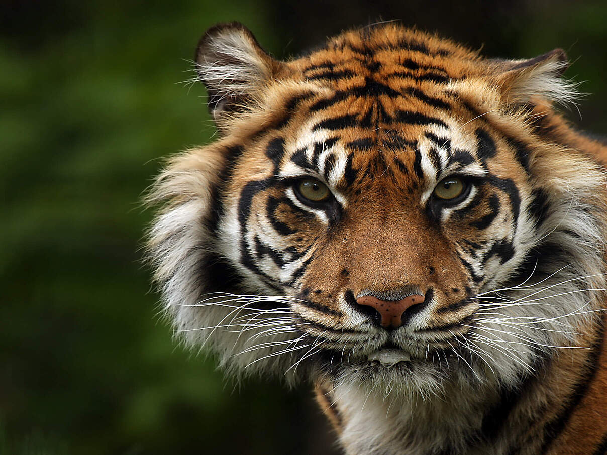 Eine Nahaufnahme eines Sumatra Tigers mit Blick in die Kamera