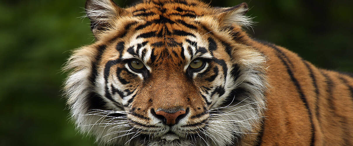 Eine Nahaufnahme eines Sumatra Tigers mit Blick in die Kamera