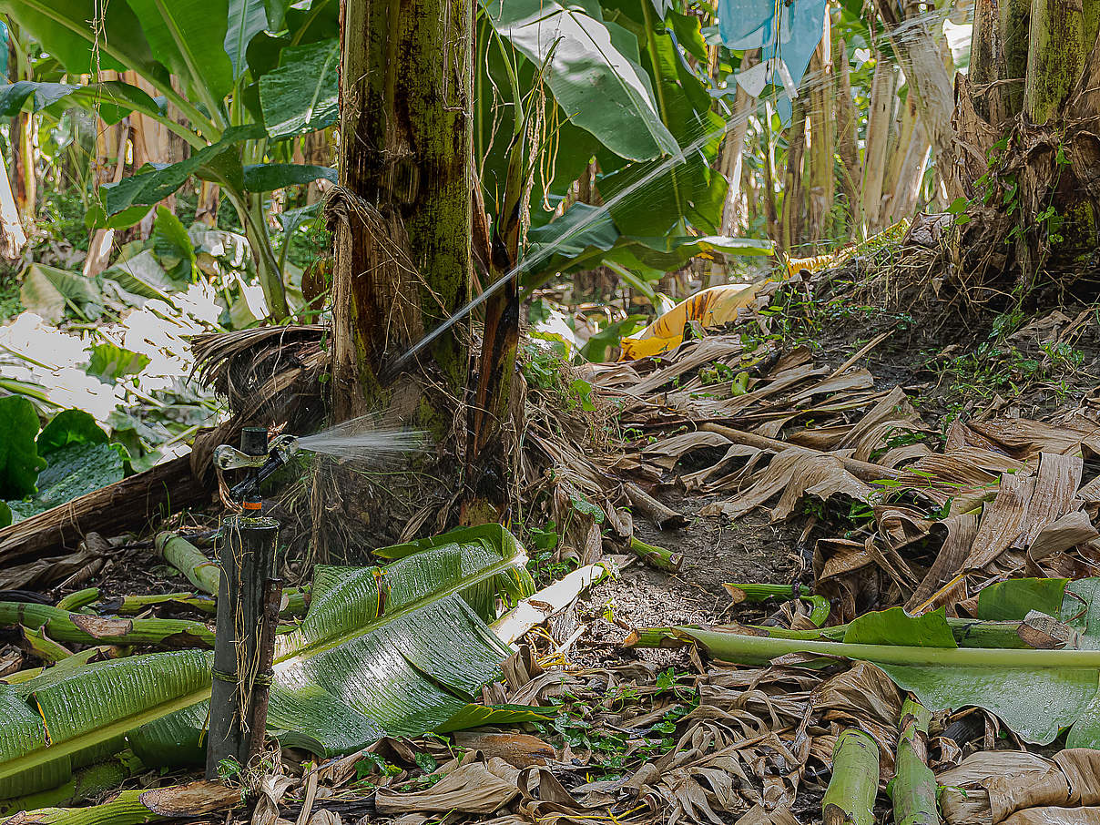Bewässerung von Bananenstaude © Mauricio Marín