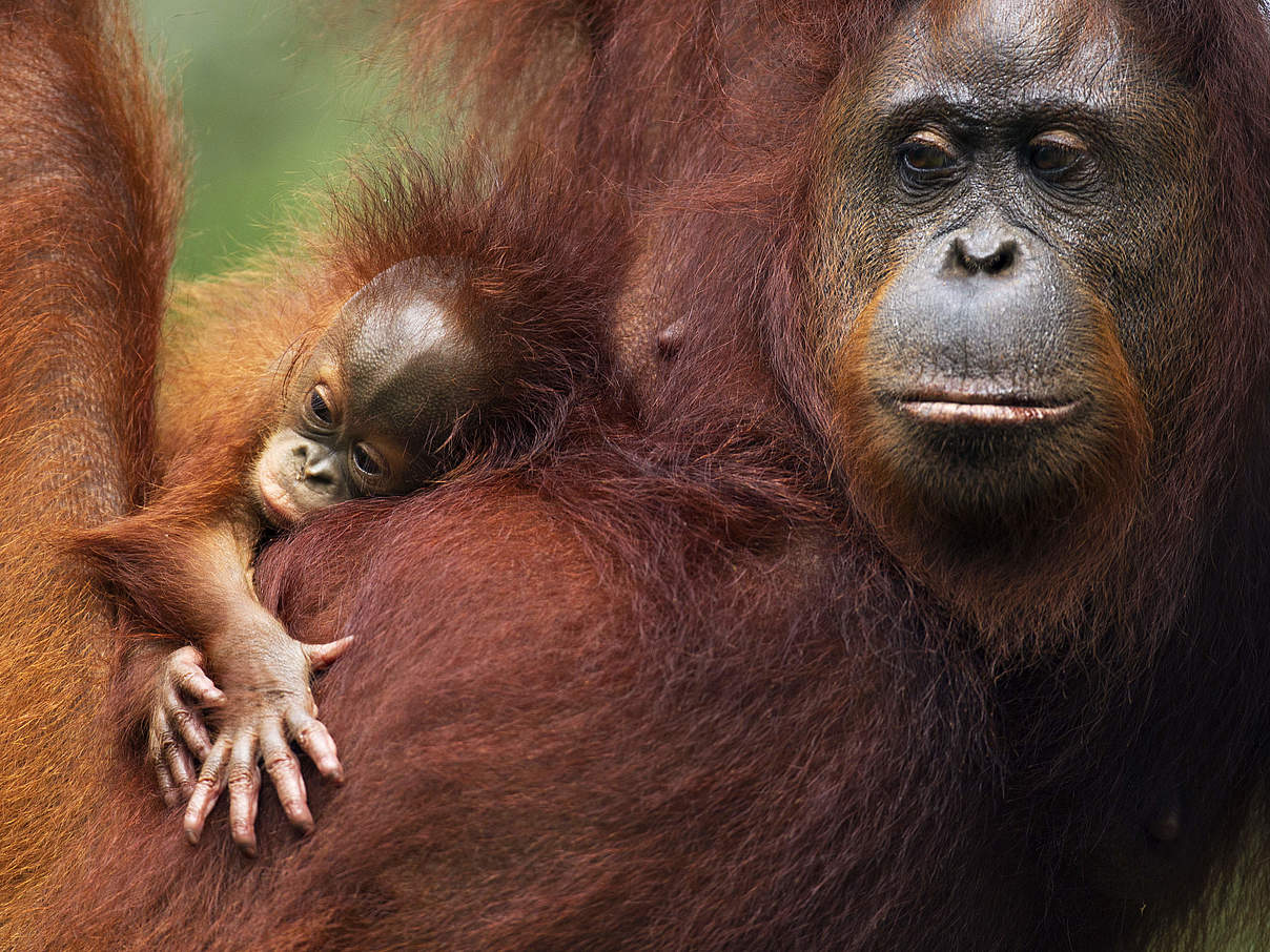 Borneo Orang-Utan mit Baby © naturepl.com / Anup Shah / WWF