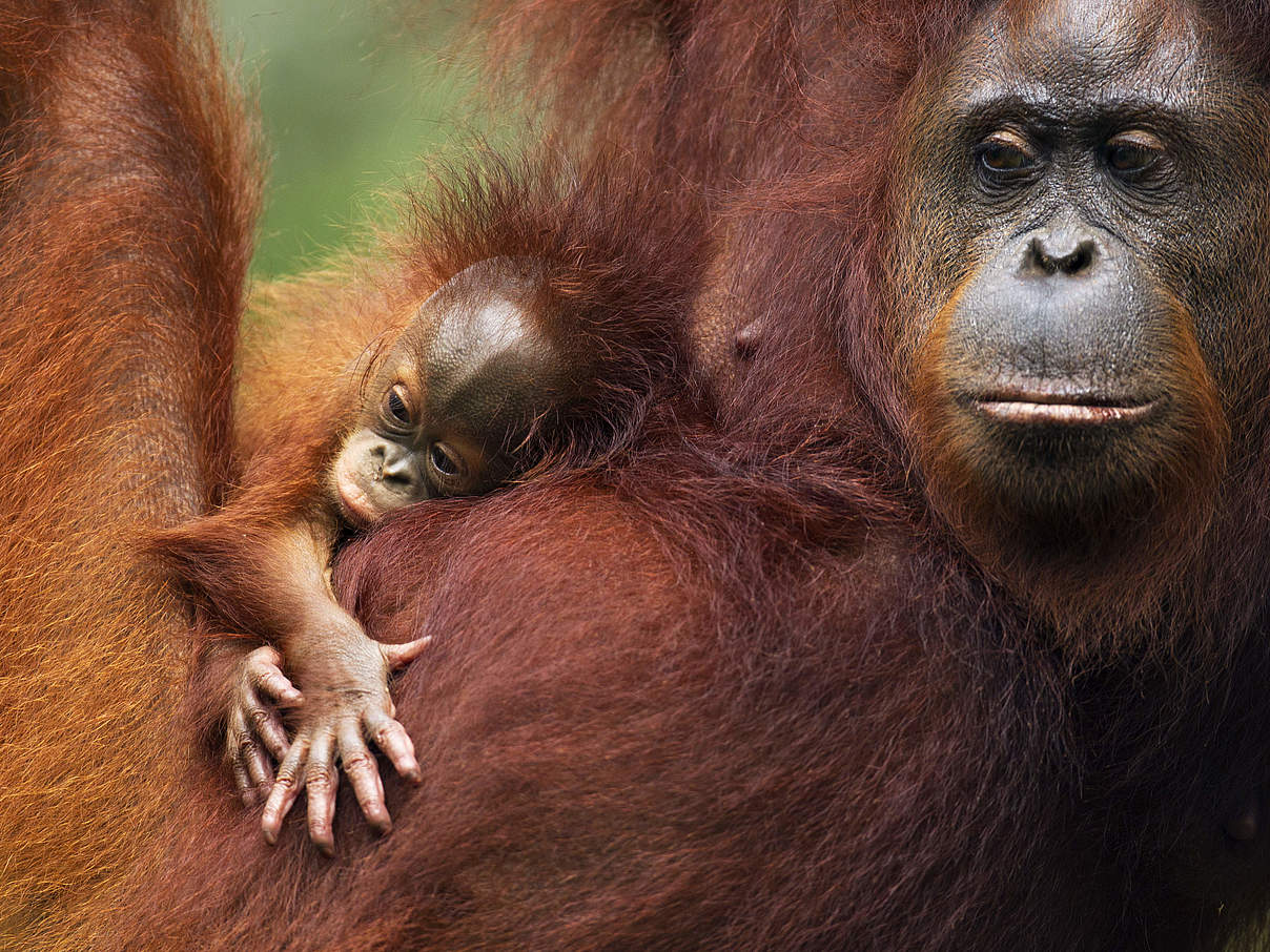 Borneo Orang-Utan mit Baby © naturepl.com / Anup Shah / WWF