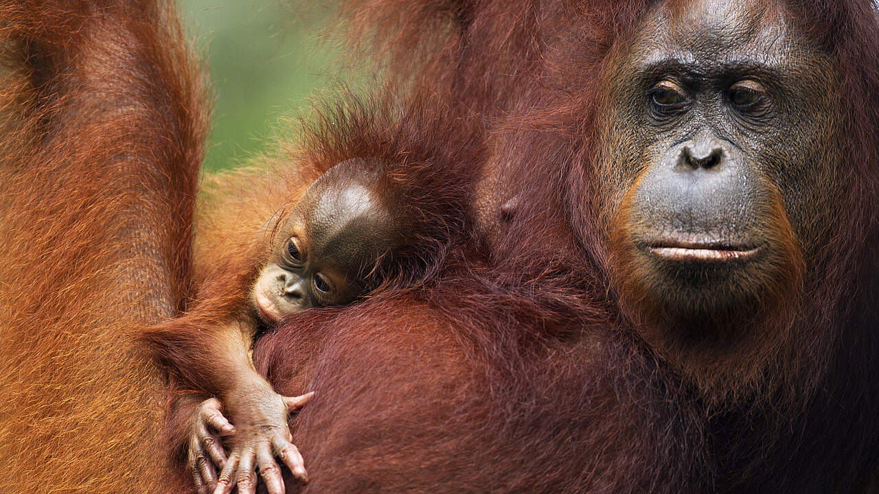 Borneo Orang-Utan mit Baby © naturepl.com / Anup Shah / WWF