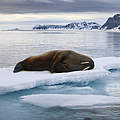 Ein Walross liegt auf dem Eis © Wild Wonders of Europe / Ole Joergen Liodden / WWF