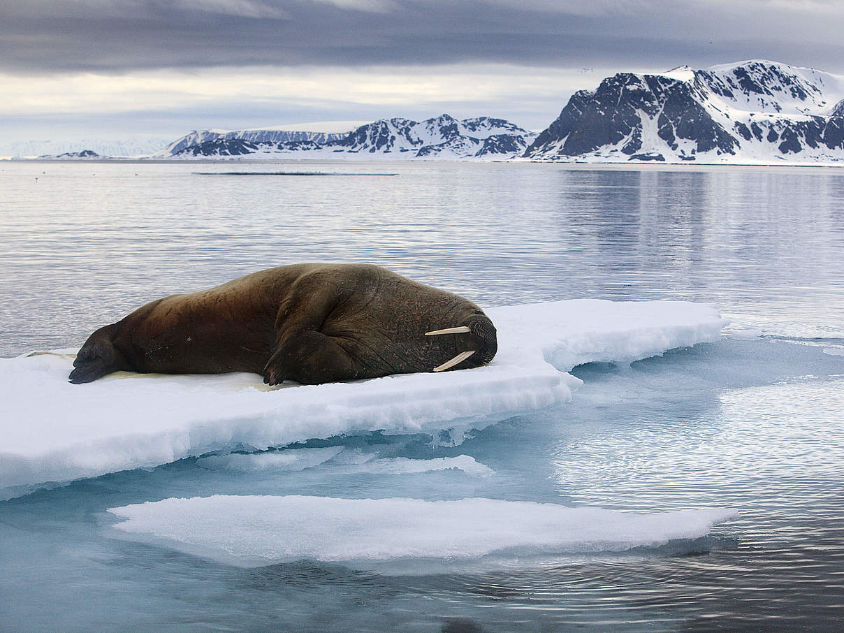 Ein Walross liegt auf dem Eis © Wild Wonders of Europe / Ole Joergen Liodden / WWF