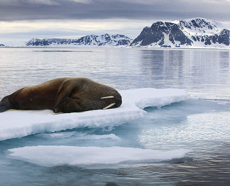 Ein Walross liegt auf dem Eis © Wild Wonders of Europe / Ole Joergen Liodden / WWF