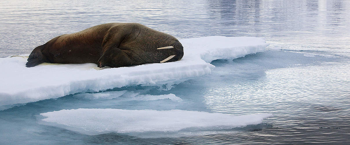 Ein Walross liegt auf dem Eis © Wild Wonders of Europe / Ole Joergen Liodden / WWF