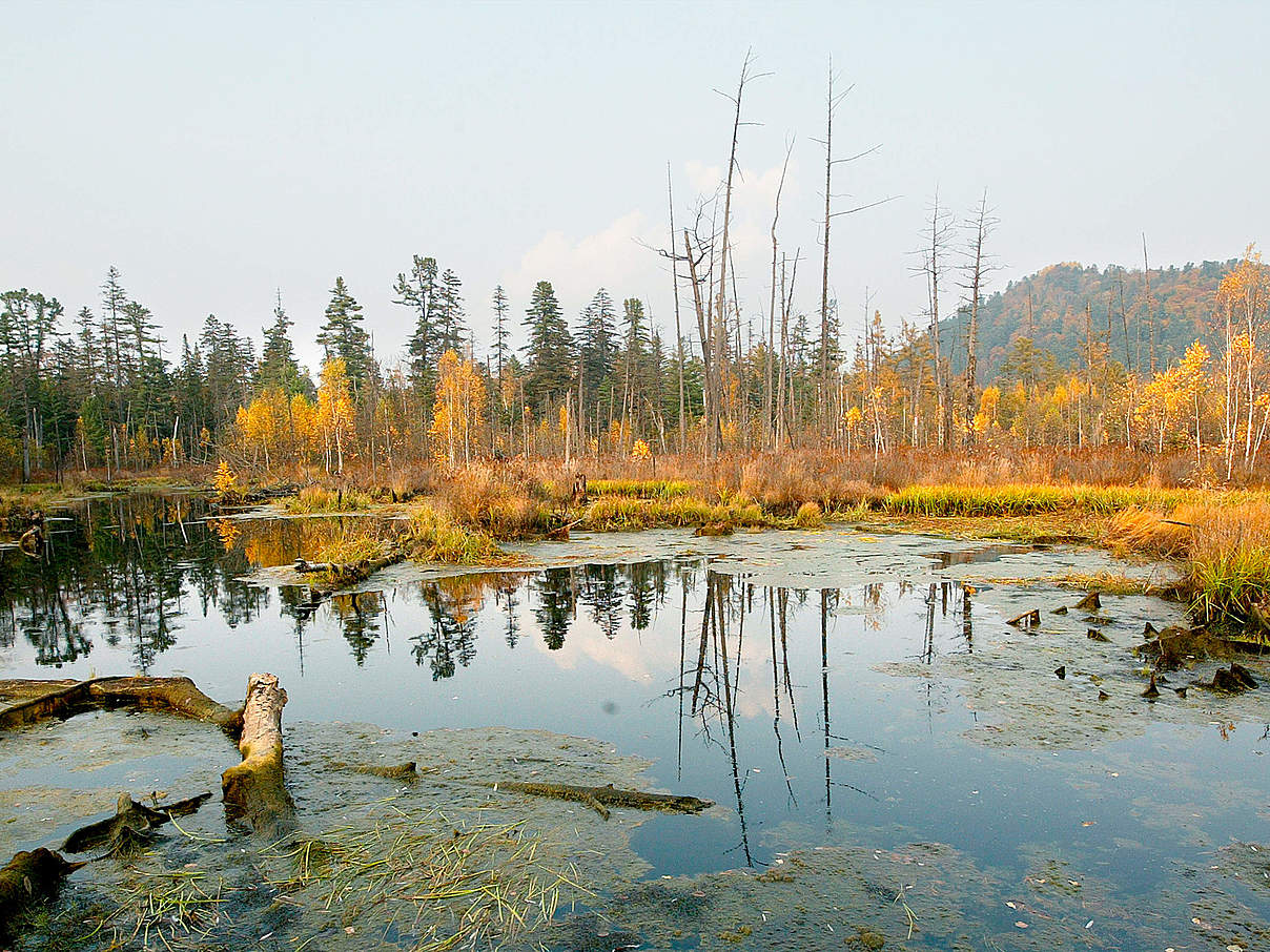 Fluss Bikin im Boreal Wald © Vladimir Filonov / WWF