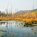 Fluss Bikin im Boreal Wald © Vladimir Filonov / WWF