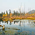 Fluss Bikin im Boreal Wald © Vladimir Filonov / WWF