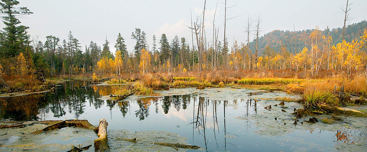 Fluss Bikin im Boreal Wald © Vladimir Filonov / WWF
