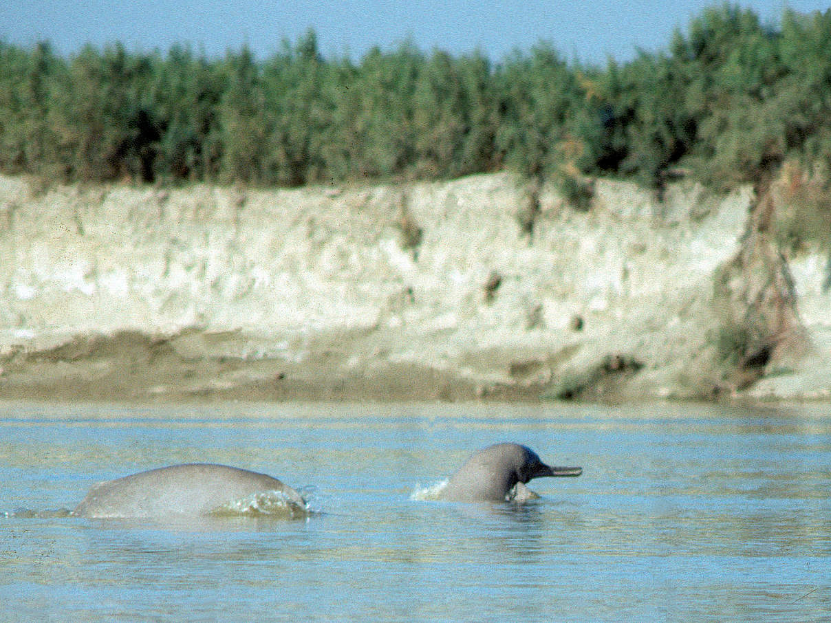 Indus-Flussdelfin © François Xavier Pelletier / WWF