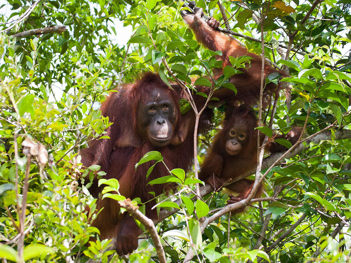 Orang-Utan-Mutter mit Kind © Andrey Gudkov / iStock / Getty Images