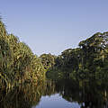 Der Salonga-Nationalpark ist das größte Schutzgebiet für Tropenwälder in Afrika © Thomas Nicolon / WWF