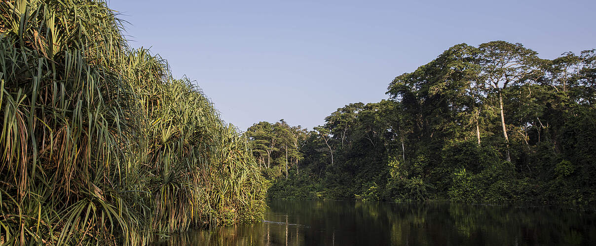 Der Salonga-Nationalpark ist das größte Schutzgebiet für Tropenwälder in Afrika © Thomas Nicolon / WWF