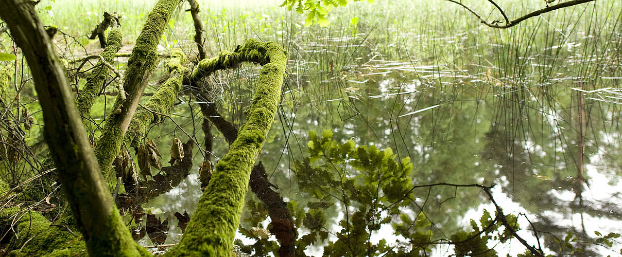 Vielseitige Schaalsee-Landschaft © Angelika Warmuth / WWF