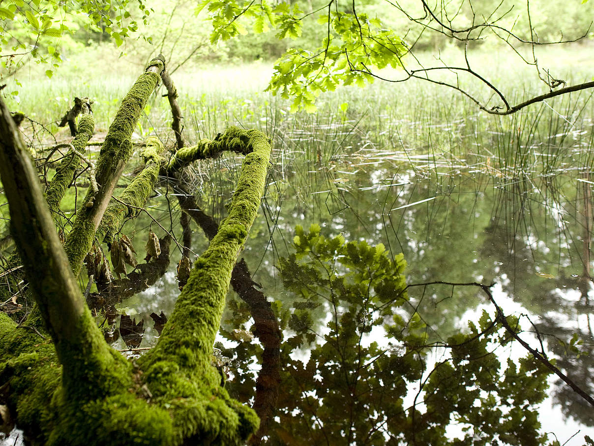 Vielseitige Schaalsee-Landschaft © Angelika Warmuth / WWF