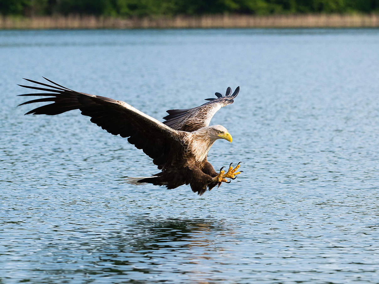 Seeadler © Ralph Frank / WWF