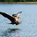 Seeadler © Ralph Frank / WWF