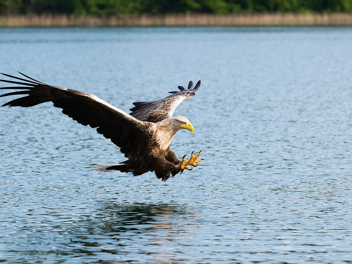 Seeadler © Ralph Frank / WWF