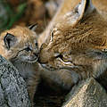 Eurasicher Luchs mit Nachwuchs in Norwegen © Staffan Widstrand / WWF