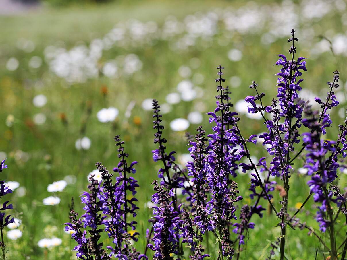 Blühender Wiesen-Salbei