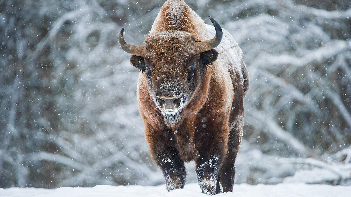 Wisent (Europäisches Bison) © Anton Agarkov / WHITEROAD.ME