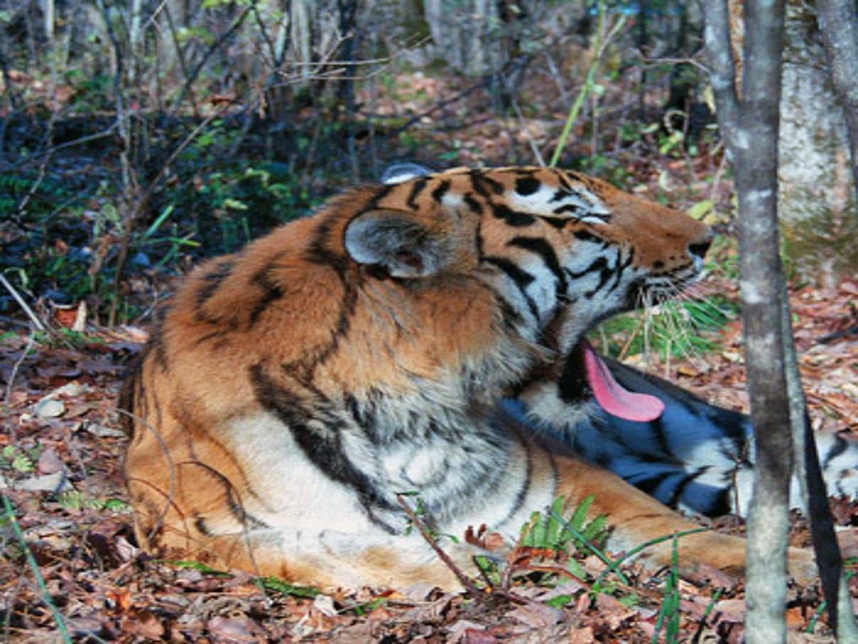350 01 Amurtiger c Vasily Solkin WWF Russia Amur-Tiger. © Vasily Solkin / WWF