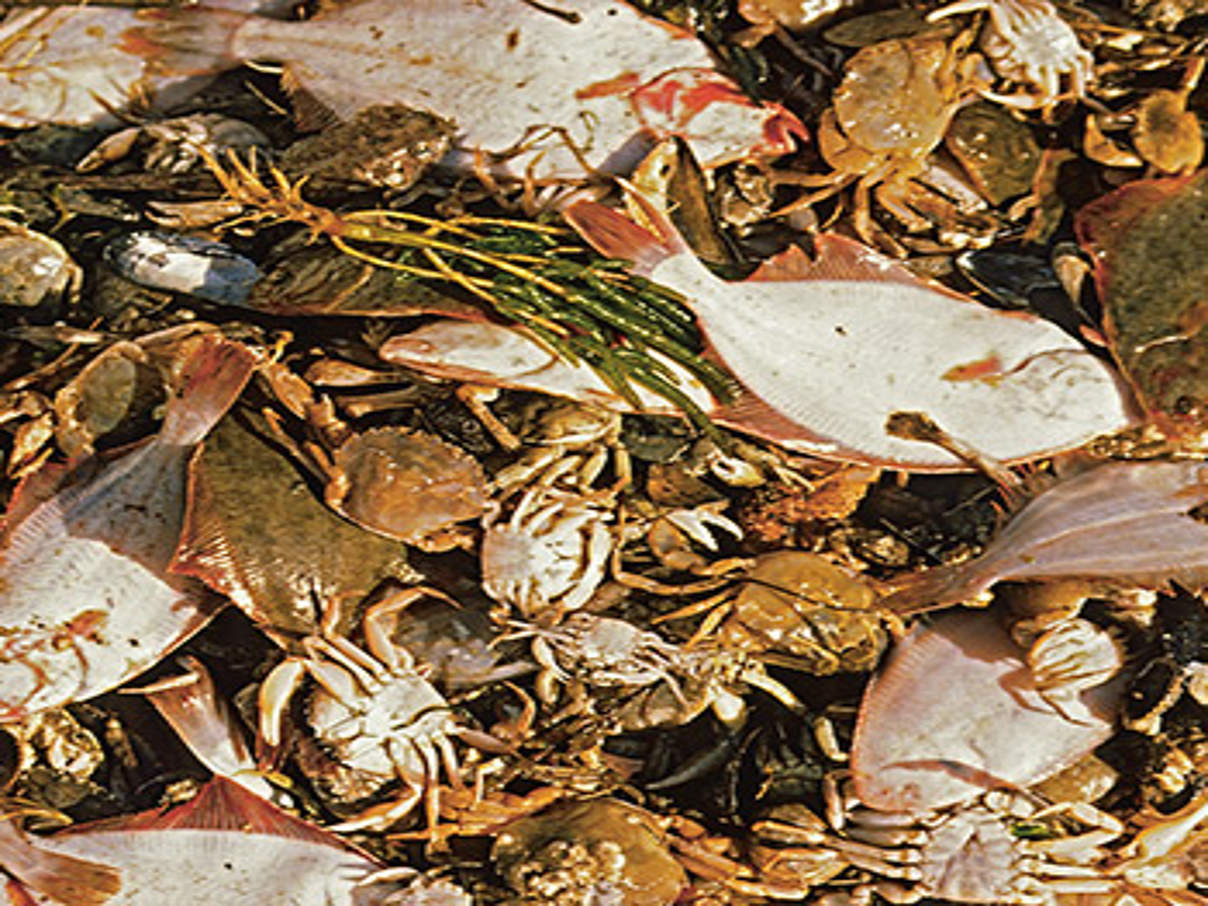 350 Beifang Krabbenkutter c Hans Ulrich Roesner WWF Beifang geht oft über Bord ©Hans-Urich-Rösner / WWF