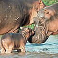 Flusspferde in Virunga © Karl Ammann / naturepl.com / WWF Canon